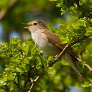 Ай былбылым