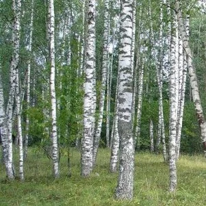 Белая берёза