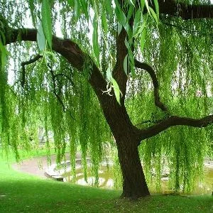 Ивушки, вы, ивушки