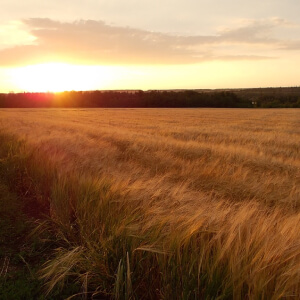 Русское поле
