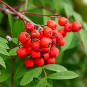 Милэшлэрем