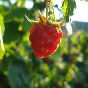 Ой, вставала я ранешенько