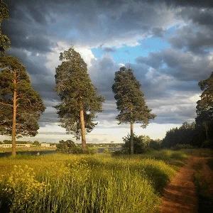 По Муромской дорожке стояли три сосны
