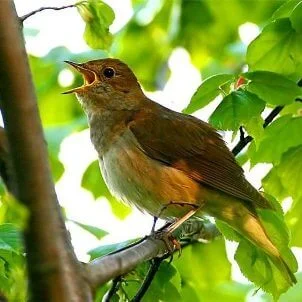 Ты воспой в саду, соловейка